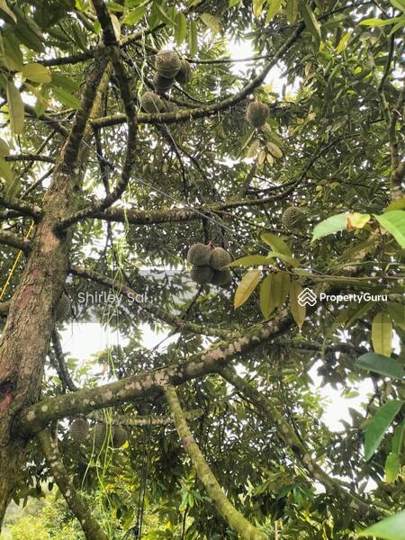 Agricultural Land for Sale in Raub (Pahang) - Shirley Sai - PropertyGuru.com.my