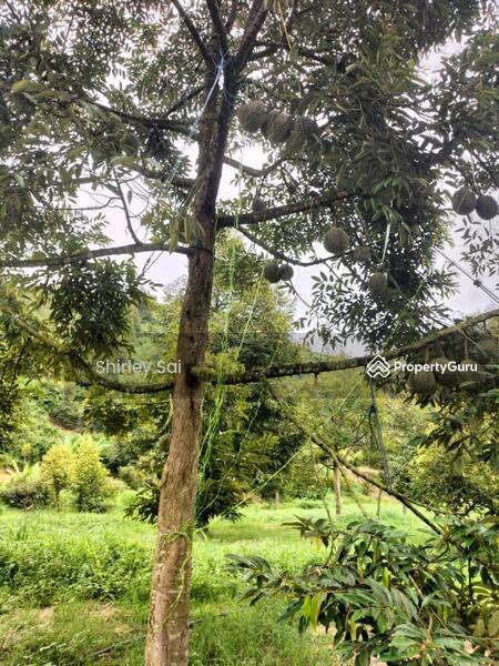 Agricultural Land for Sale in Raub (Pahang) - Shirley Sai - PropertyGuru.com.my