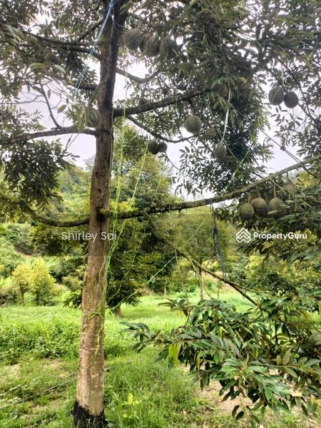 Agricultural Land for Sale in Raub (Pahang) - Shirley Sai - PropertyGuru.com.my