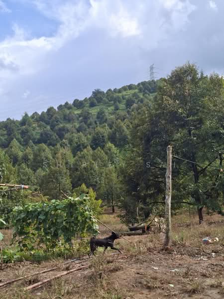 Tanah Pertanian untuk Dijual di Raub (Pahang) - Shirley Sai - PropertyGuru.com.my