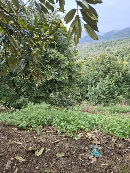 Tanah Pertanian untuk Dijual di Raub (Pahang) - Shirley Sai - PropertyGuru.com.my