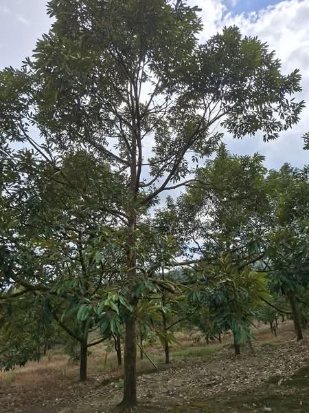 Tanah Pertanian untuk Dijual di Raub (Pahang) - Shirley Sai - PropertyGuru.com.my
