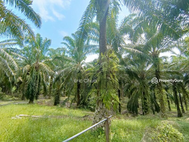 5.77 acres Palm oil land at Sungai Siput ,Perak, Sungai Siput, Kuala