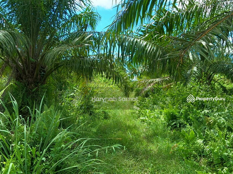 Agricultural Land For Sale in Malaysia PropertyGuru Malaysia