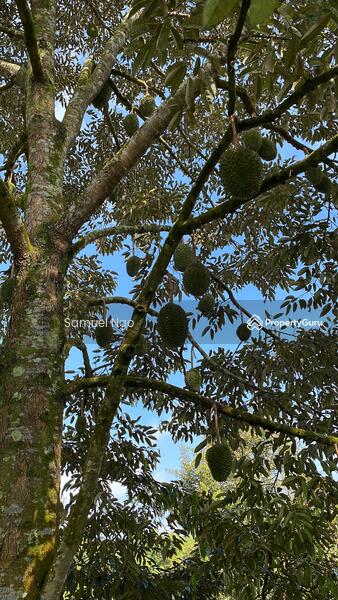 Agricultural Land for Sale in Taman Kulai (Kulai) - Samuel Ngo - PropertyGuru.com.my