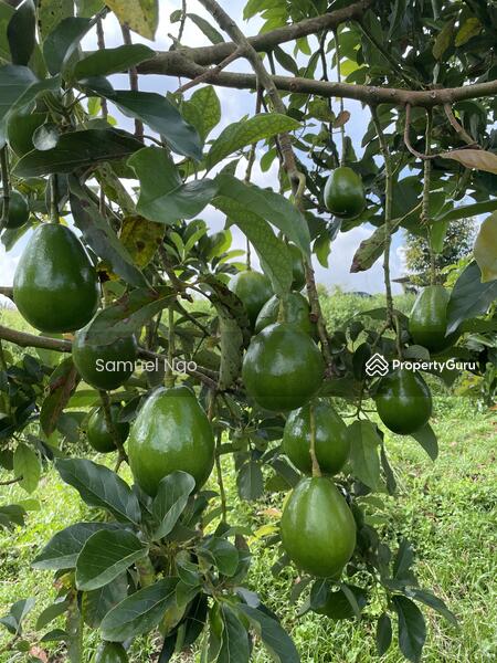 Agricultural Land for Sale in Taman Kulai (Kulai) - Samuel Ngo - PropertyGuru.com.my