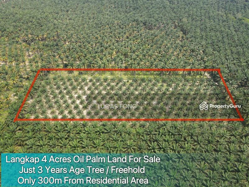 Langkap 4 Acres Freehold Oil Palm Land For Sale, 3 Years Age Tree 800m from main road, Langkap