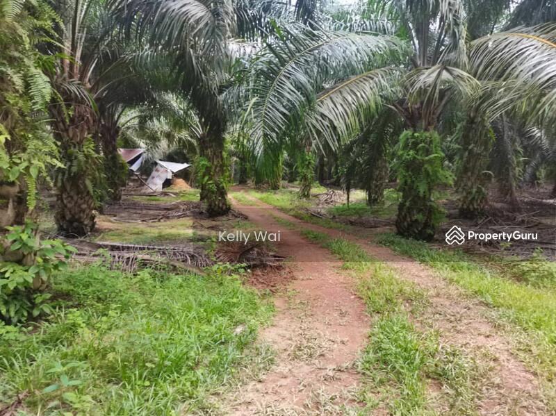 Gemencheh 103 acres oil palm land for sale, Gemencheh, Tampin, Negeri