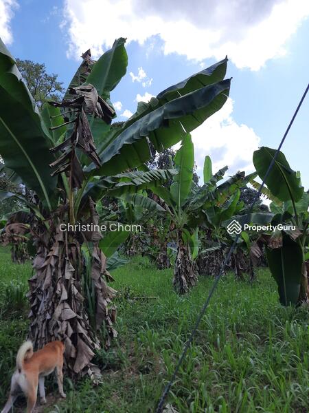 Agricultural Land for Sale in Kota Tinggi (Johor) - Christine Cham - PropertyGuru.com.my