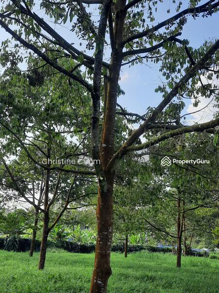 Agricultural Land for Sale in Kota Tinggi (Johor) - Christine Cham - PropertyGuru.com.my