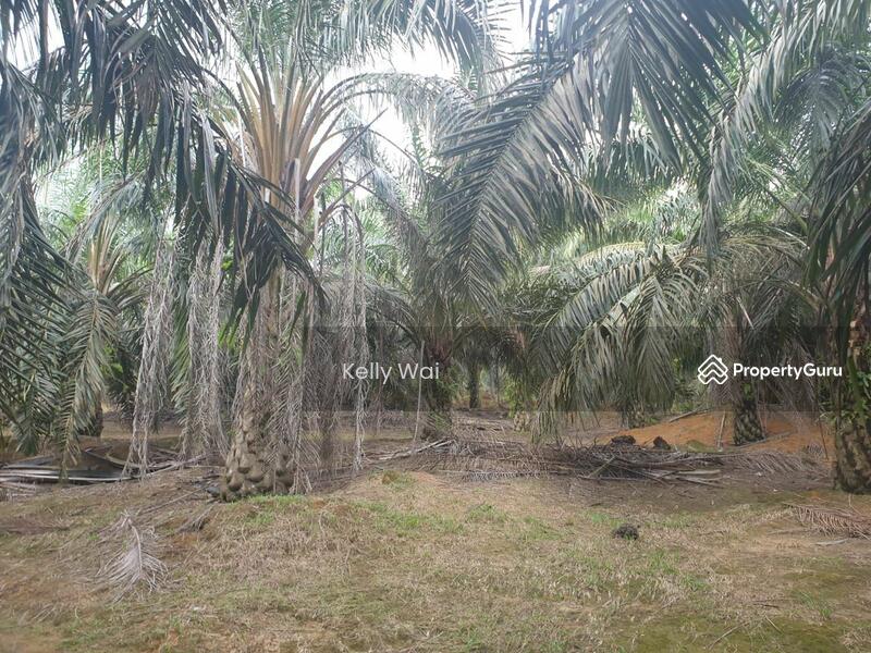 Kulai Johor 33 acres oil palm land for sale, Kulai, Johor, Agricultural Lands for sale, by