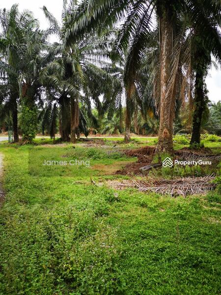 Untuk Dijual - batang berjuntai