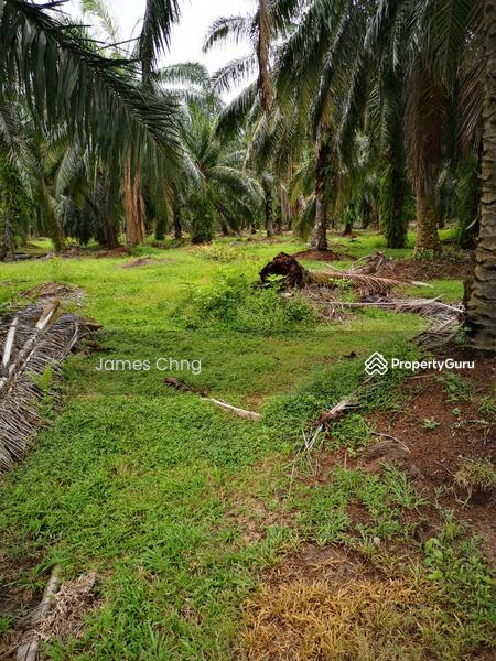 Untuk Dijual - batang berjuntai