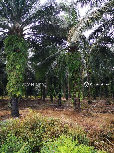 Untuk Dijual - batang berjuntai
