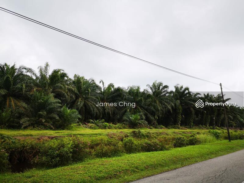 Untuk Dijual - batang berjuntai