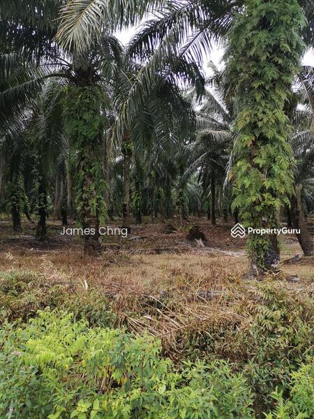 Untuk Dijual - batang berjuntai