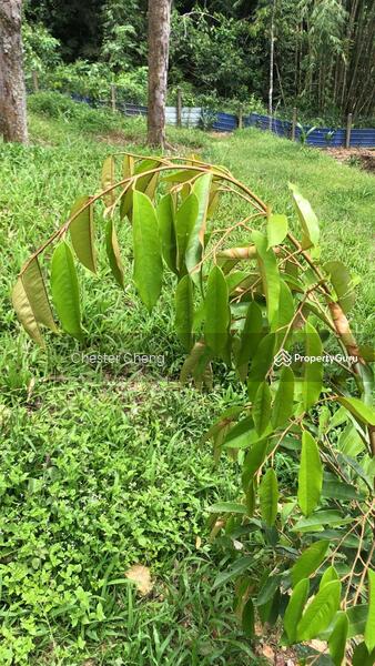 For Sale - Bentong Tras Pahang (2.9 Acres) Durian Land