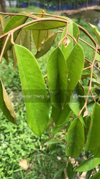 For Sale - Bentong Tras Pahang (2.9 Acres) Durian Land