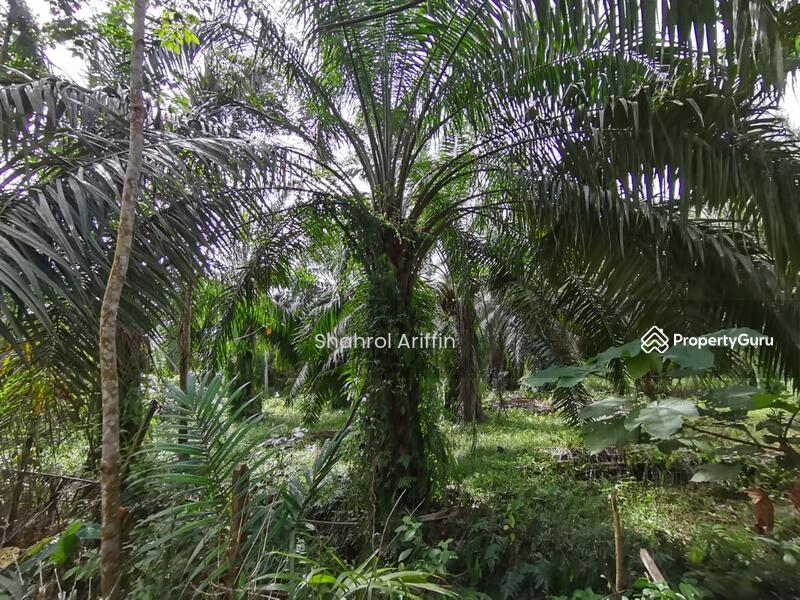 Kampung Jimah Lama, Sungai Lukut Besar, Port Dickson, Negeri Sembilan