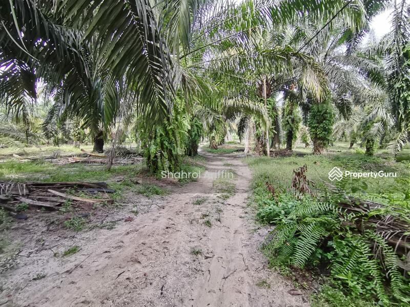 Kampung Jimah Lama, Sungai Lukut Besar, Port Dickson, Negeri Sembilan, , , Agricultural Land For