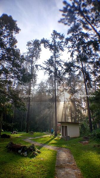 For Sale - Tanarimba