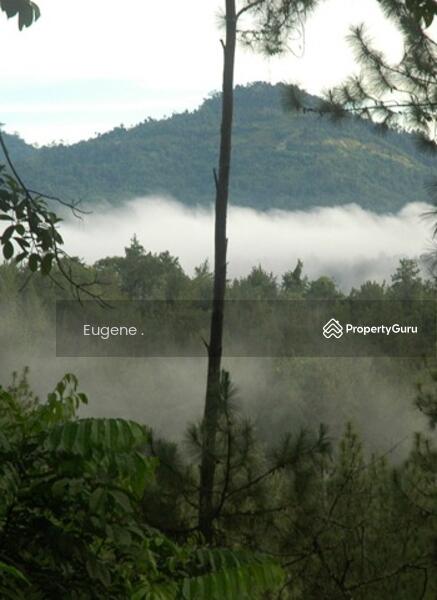 For Sale - Tanarimba