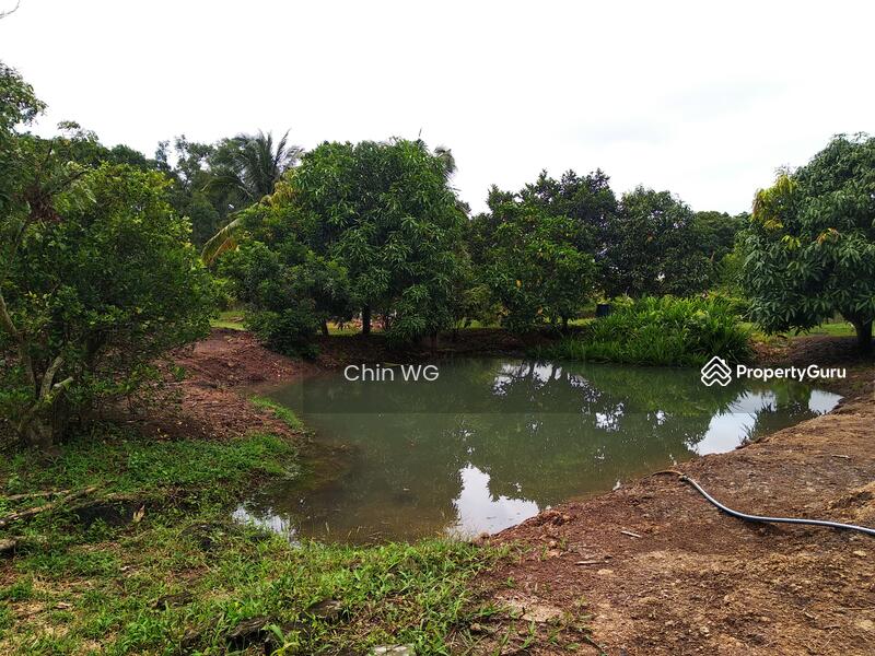 Orchard farm at Kuala Linggi, Port Dickson, Negeri Sembilan