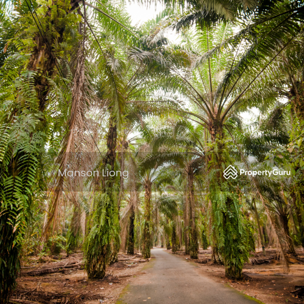 For Sale - Agriculture land at Kuala Langat