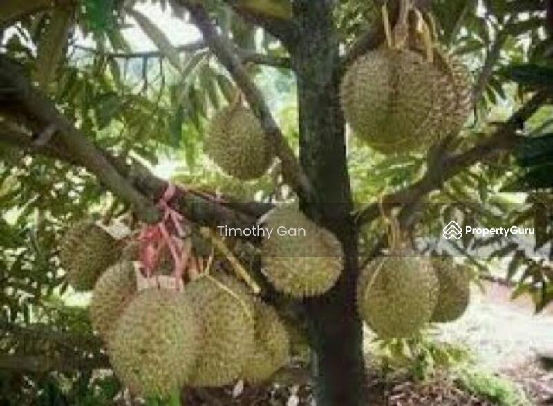 Untuk Dijual - Agriculture land at Tangkak