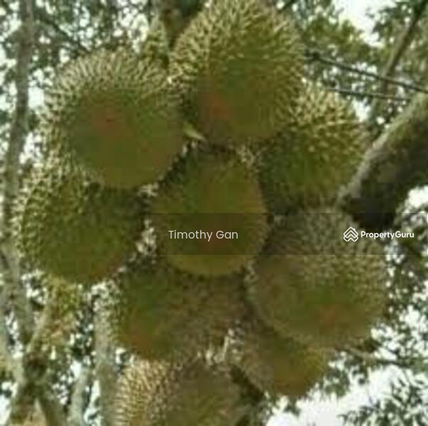 Untuk Dijual - Agriculture land at Tangkak