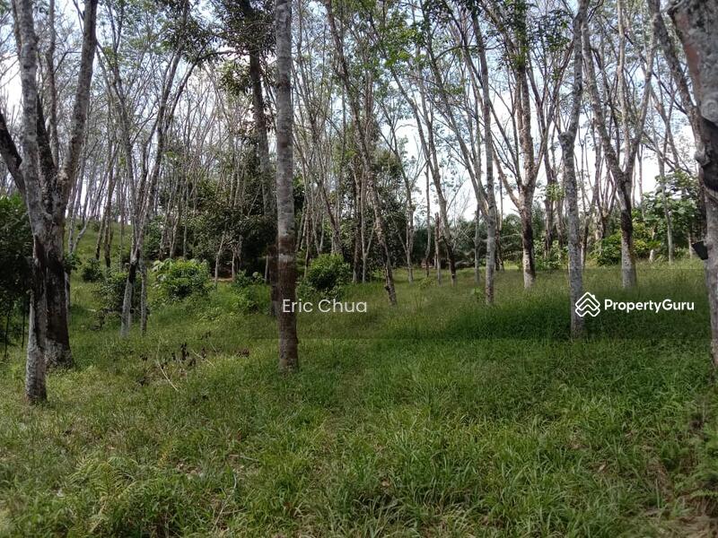 7.91 acres rubber estate at Slim River, Perak, kampung gadis, Tanjung