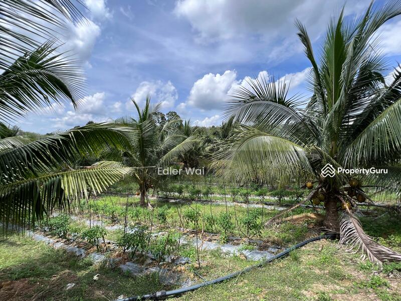 Agriculture land at Linggi, kampung tampin kiri, Linggi, Port Dickson