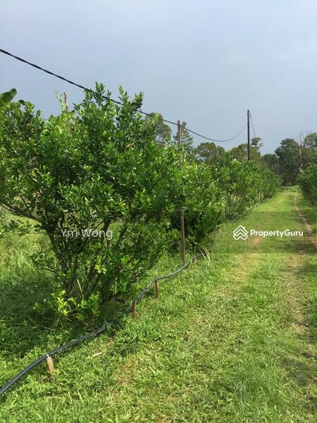 Pekan Nanas, Pekan Nanas (Pekan Nenas), Pontian, Johor, Agricultural