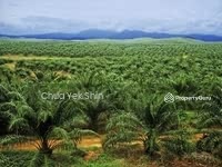 For Sale - Mersing, Jalan Jemaluang 45 Acre Palm Oil Estate