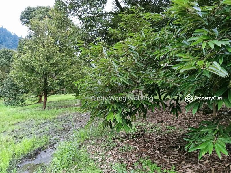 FOR SALEDurian & Fruit FarmFreehold540acres, Tapah, Perak, Tapah