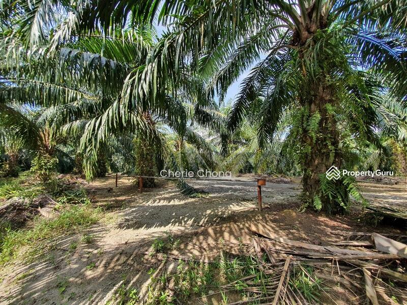 Agriculture land at Sungai Siput, Sungai Siput, Kuala Kangsar, Perak