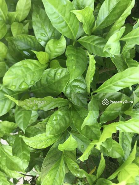 Condominium for Rent at Jadite Suites - CL Ngan - PropertyGuru.com.my