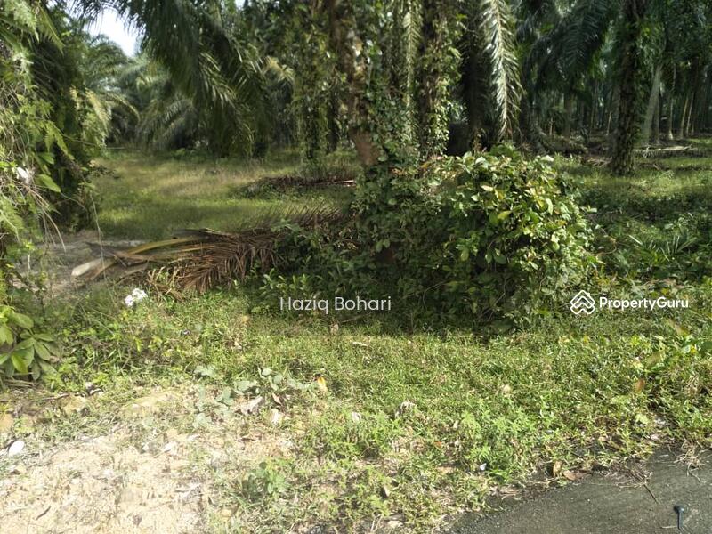 Untuk Dijual - Tanah 1 Ekar Bukit Badong, Bestari Jaya, Ijok Kuala Selangor