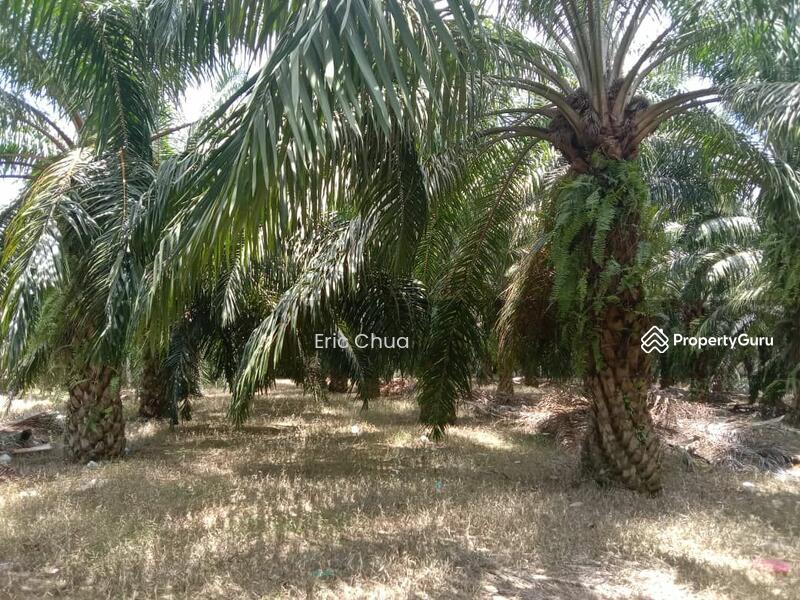 For Sale - 2.95 acres Agriculture land at Sungai Siput