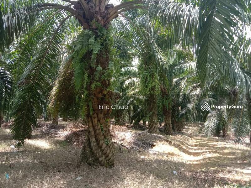 For Sale - 2.95 acres Agriculture land at Sungai Siput
