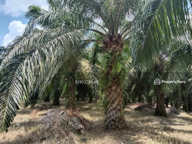 For Sale - 2.95 acres Agriculture land at Sungai Siput