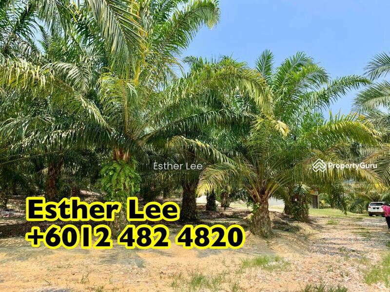 180 Acres FreeHold Oil Palm Estate Good ROI Baling Tawar Kedah, Tawar