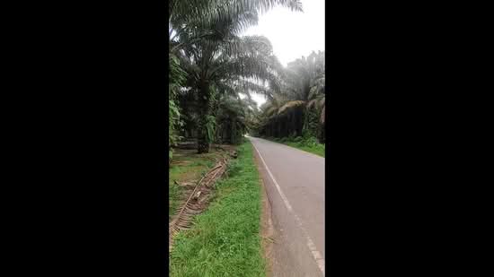 Agricultural Land for Sale in Kampung Bentong Luar (Kluang) - Jet Lee - PropertyGuru.com.my