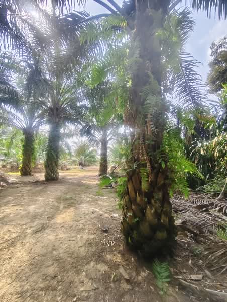 Agricultural Land for Sale in Kampung Bentong Luar (Kluang) - Jet Lee - PropertyGuru.com.my