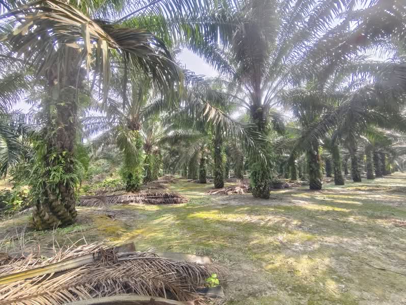Agricultural Land for Sale in Kampung Bentong Luar (Kluang) - Jet Lee - PropertyGuru.com.my