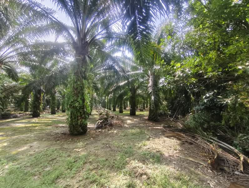 Agricultural Land for Sale in Kampung Bentong Luar (Kluang) - Jet Lee - PropertyGuru.com.my