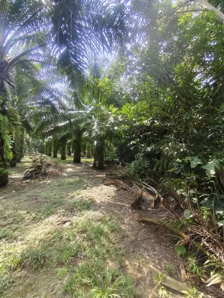 Agricultural Land for Sale in Kampung Bentong Luar (Kluang) - Jet Lee - PropertyGuru.com.my