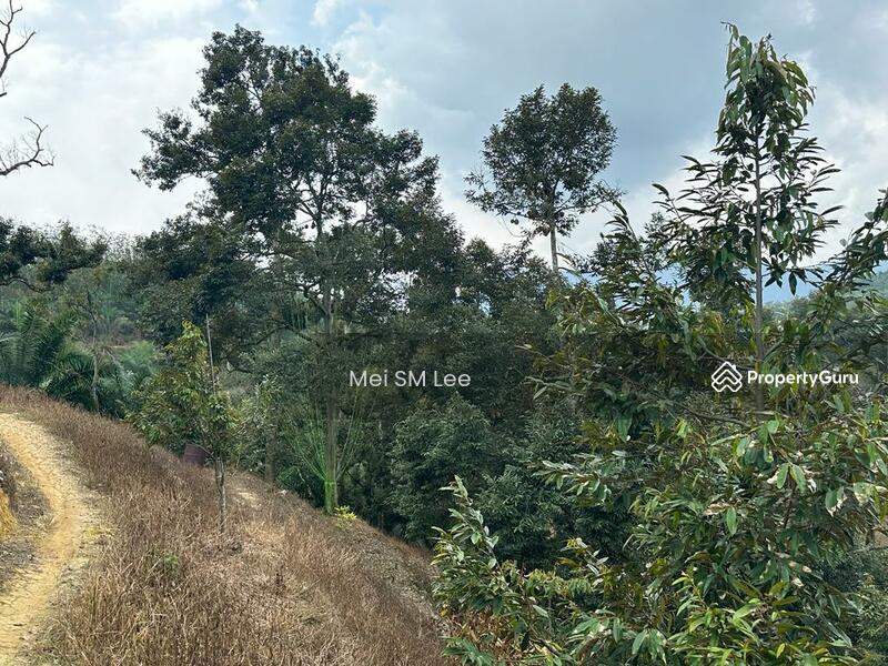 Acacia, Bentong, Pahang