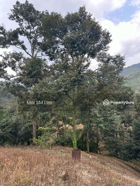 Acacia, Bentong, Pahang