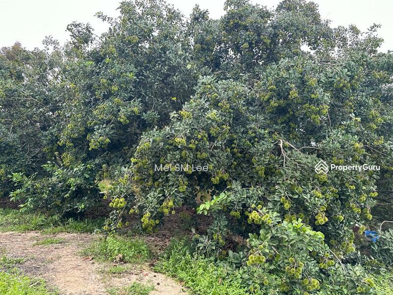 Acacia, Bentong, Pahang